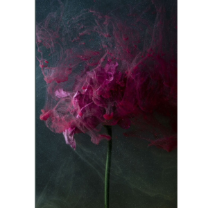 'Lisianthus Flux' Photographic Print