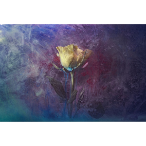 'Yellow Rose' Photographic Print